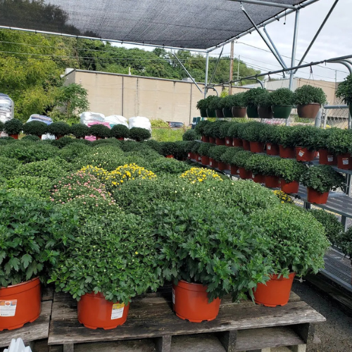 Garden center at Ligonier Agway.